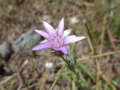 Xeranthemum inapertum, photographed by Thomas Koffel