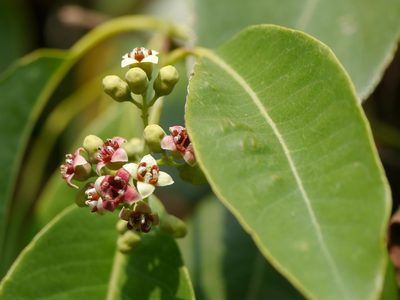 Santalum album, photographed by Dinesh Valke