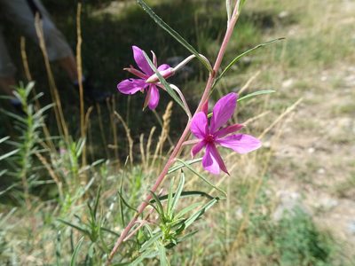 Epilobium dodonaei, photographed by Thomas Koffel