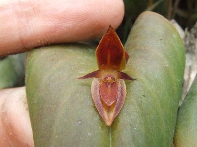 Pleurothallis coriacardia, photographed by Thibaud Aronson