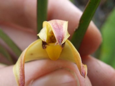 Maxillaria meridensis, photographed by Thibaud Aronson