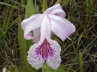 Sobralia pulcherrima, photographed by Thibaud Aronson