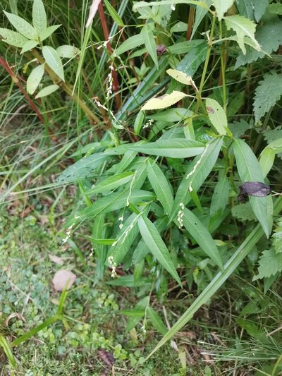 Persicaria mitis, photographed by Ljaž