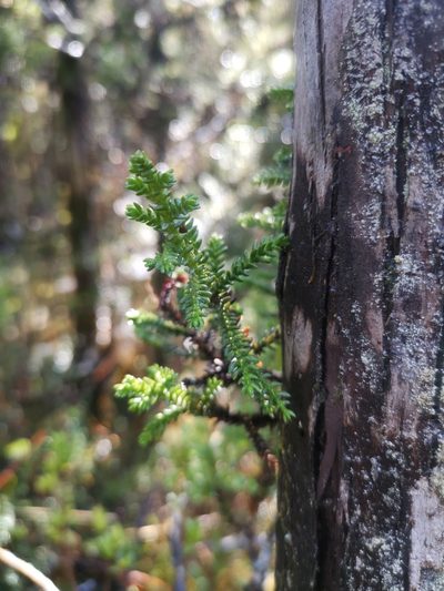 Pilgerodendron uviferum, photographed by Inao Vasquez