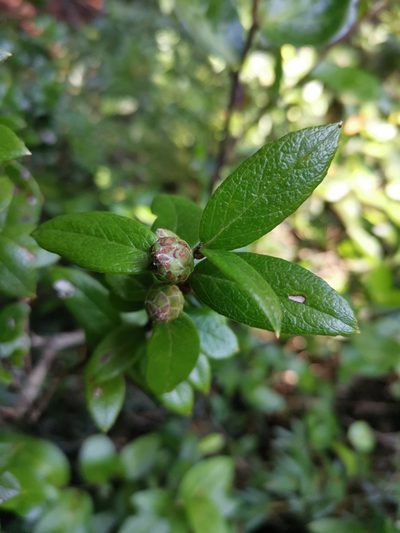Gaultheria insana, photographed by Inao Vasquez