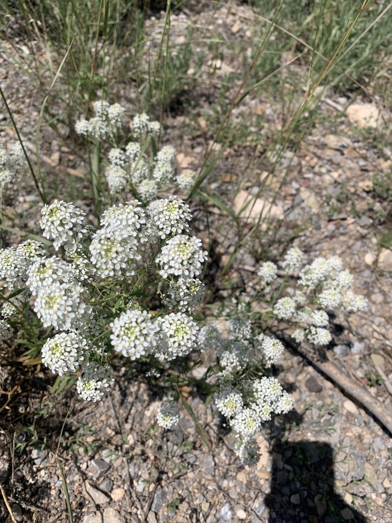 Lepidium eastwoodiae, photographed by Steve Taylor