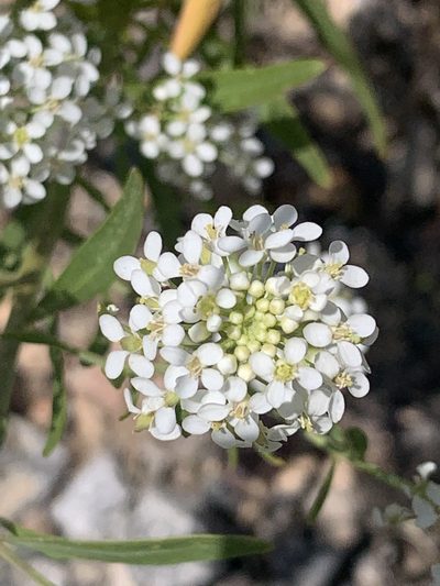 Lepidium eastwoodiae, photographed by Steve Taylor