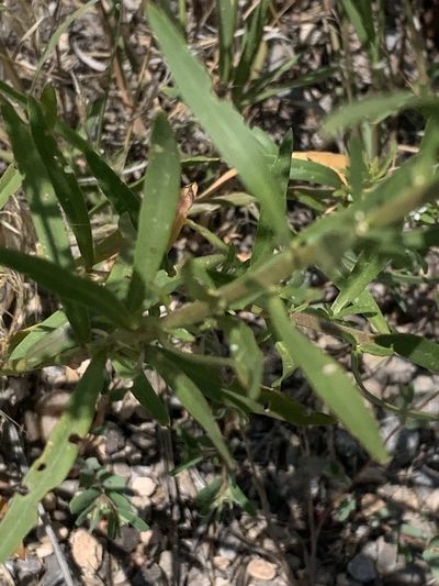 Lepidium eastwoodiae, photographed by Steve Taylor