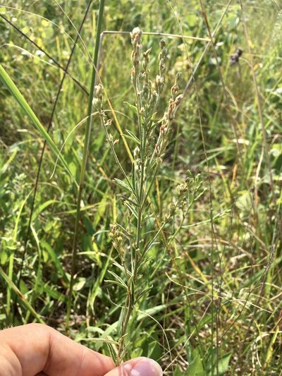 Lespedeza leptostachya, photographed by Rose Zappa