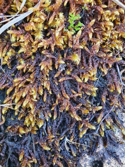 Scorpidium scorpioides, photographed by Jonathan Hughes