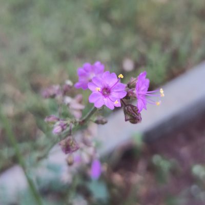 Mirabilis viscosa, photographed by Juan Carlos Fonseca Mata