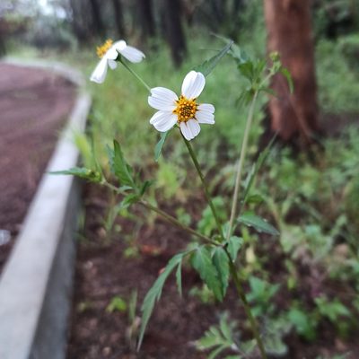 Bidens bipontina, photographed by Juan Carlos Fonseca Mata