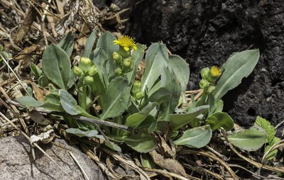 Senecio wootonii, photographed by Craig Martin