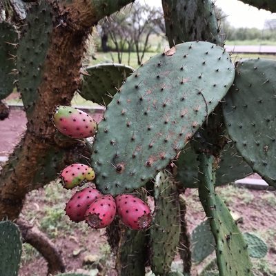 Opuntia tomentosa, photographed by Juan Carlos Fonseca Mata