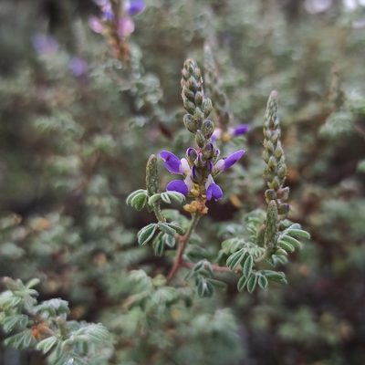 Dalea bicolor, photographed by Juan Carlos Fonseca Mata