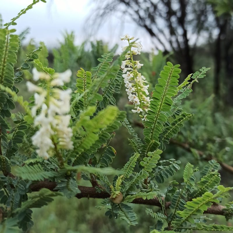 Eysenhardtia polystachya, photographed by Juan Carlos Fonseca Mata