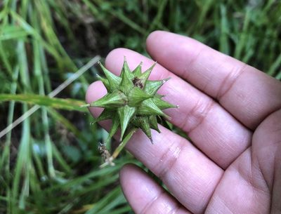 Carex grayi, photographed by ch3chia