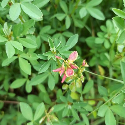 Crotalaria pumila, photographed by Juan Carlos Fonseca Mata