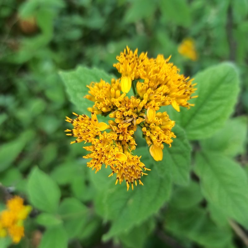 Verbesina serrata, photographed by Juan Carlos Fonseca Mata