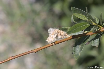 Salix drummondiana, photographed by Isaac Krone
