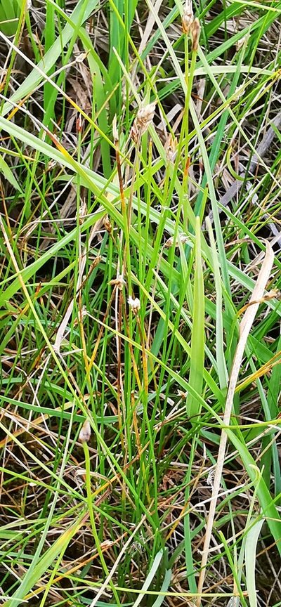 Eleocharis quinqueflora, photographed by Sigitas Juzėnas