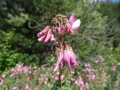 Ononis fruticosa, photographed by Thomas Koffel
