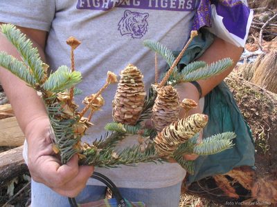 Abies jaliscana, photographed by Viacheslav Shalisko