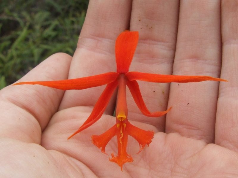 Epidendrum macrocarpum, photographed by Thibaud Aronson