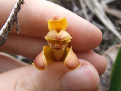 Maxillaria porrecta, photographed by Thibaud Aronson