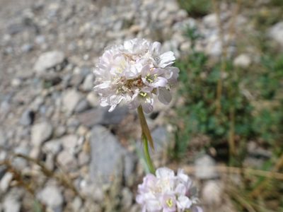 Armeria alpina, photographed by Thomas Koffel