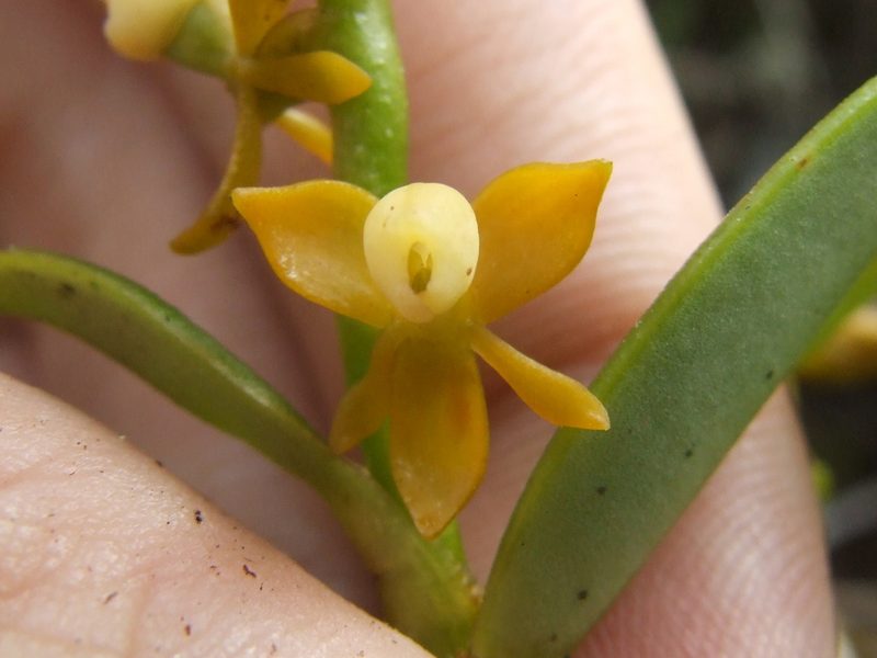 Epidendrum campylorhachis, photographed by Thibaud Aronson