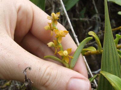 Epidendrum campylorhachis, photographed by Thibaud Aronson