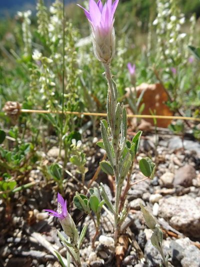 Xeranthemum inapertum, photographed by Thomas Koffel