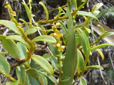 Epidendrum campylorhachis, photographed by Thibaud Aronson