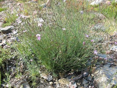 Dianthus langeanus, photographed by José Luis Camaño