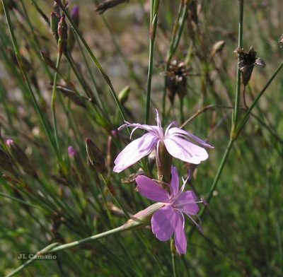 Dianthus langeanus, photographed by José Luis Camaño
