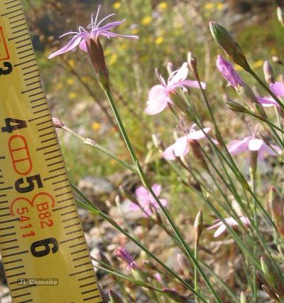 Dianthus langeanus, photographed by José Luis Camaño