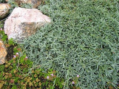 Dianthus langeanus, photographed by José Luis Camaño