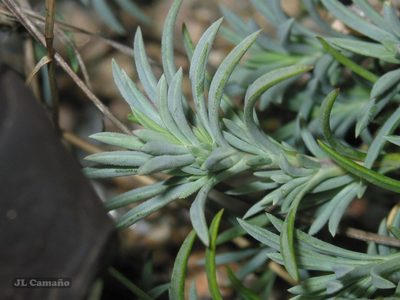 Dianthus langeanus, photographed by José Luis Camaño