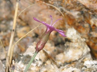 Dianthus langeanus, photographed by José Luis Camaño