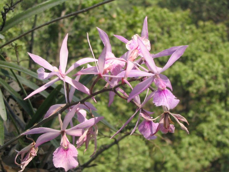 Encyclia adenocaula, photographed by Viacheslav Shalisko