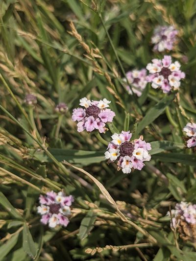 Phyla cuneifolia, photographed by Alaina Krakowiak