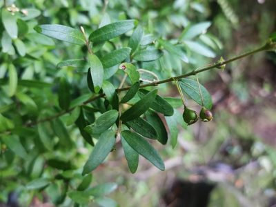 Myrceugenia parvifolia, photographed by Inao Vasquez
