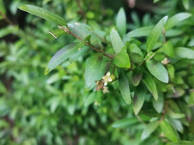 Myrceugenia parvifolia, photographed by Inao Vasquez