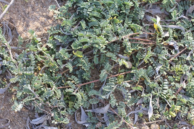 Adesmia incana, photographed by Romi Galeota Lencina