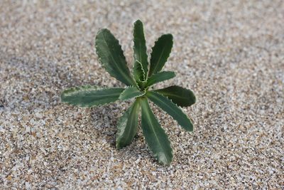 Calycera crassifolia, photographed by Romi Galeota Lencina