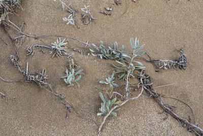 Senecio crassiflorus, photographed by Romi Galeota Lencina
