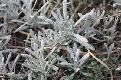 Senecio crassiflorus, photographed by Romi Galeota Lencina