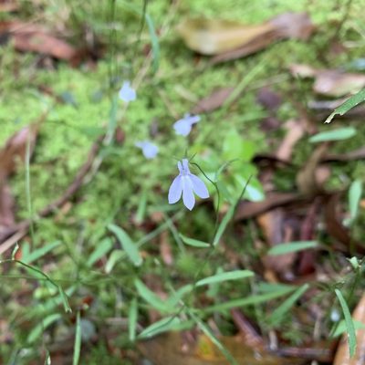 Lobelia nuttallii
