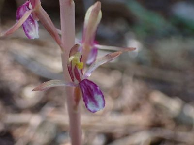 Corallorhiza mertensiana, photographed by John Brew